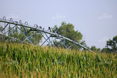 Irrigating Mid-Season Corn Field 82478