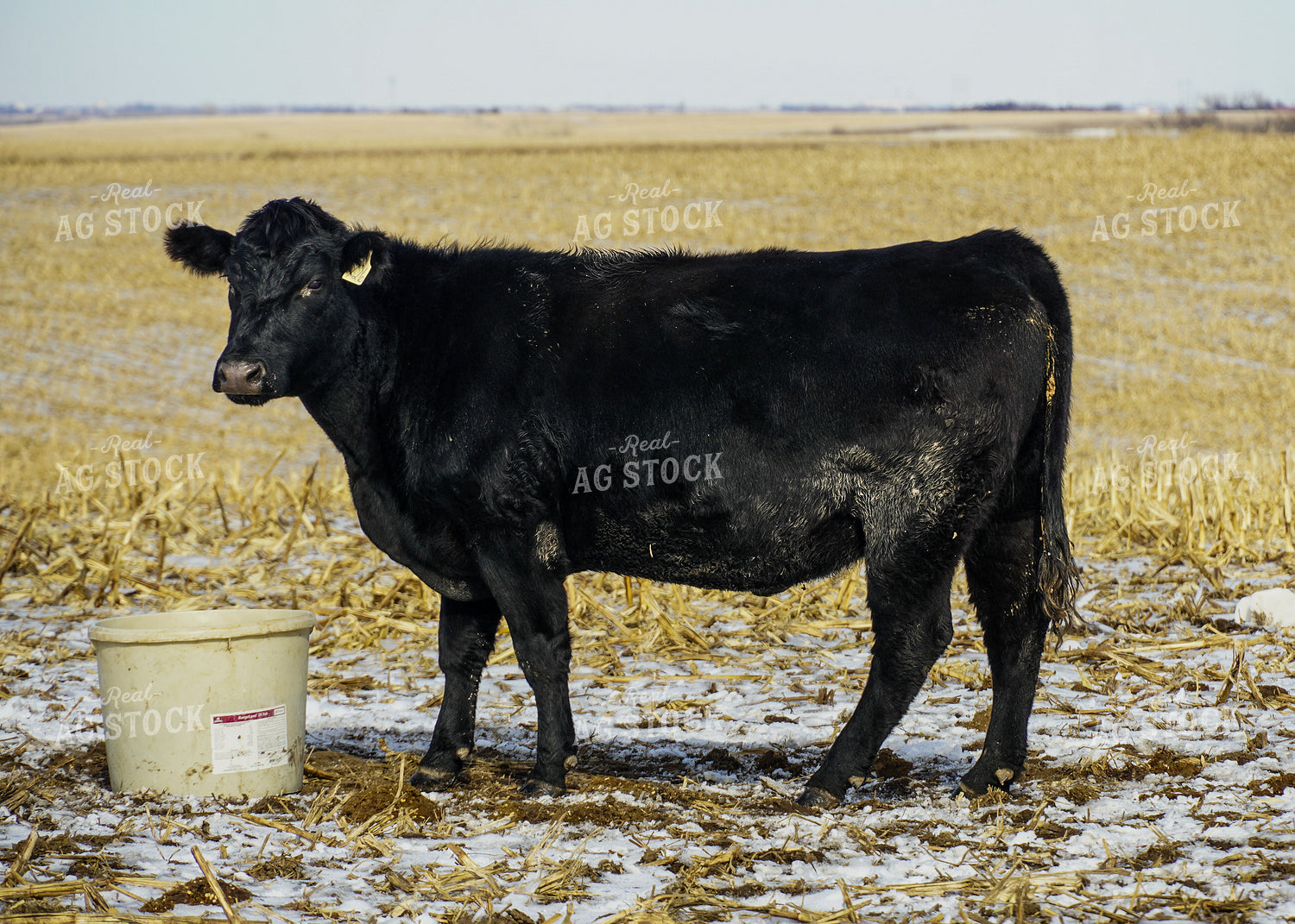 Angus Cattle on Pasture 65071
