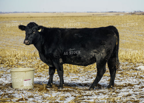 Angus Cattle on Pasture 65071