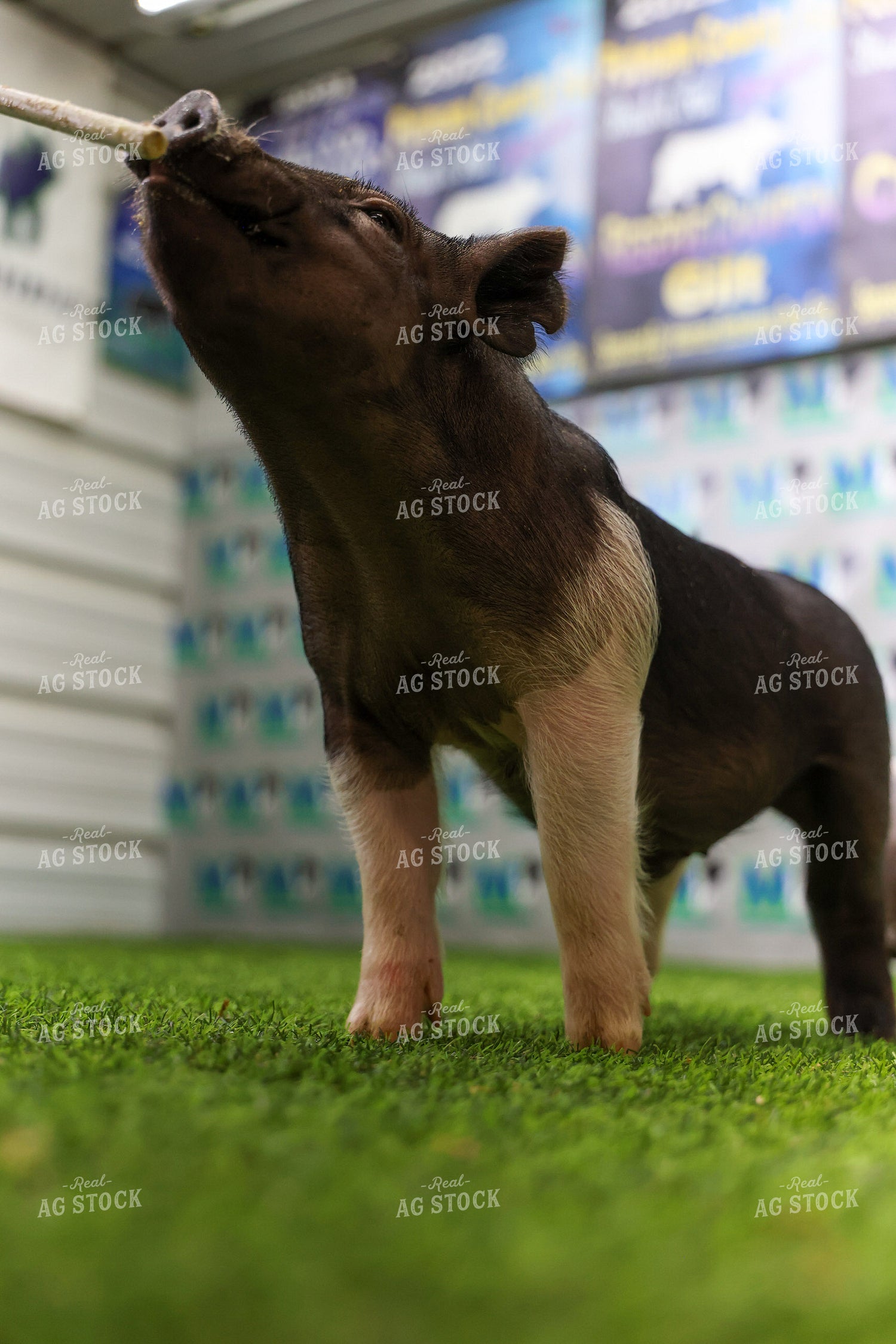 Show Pig 160379