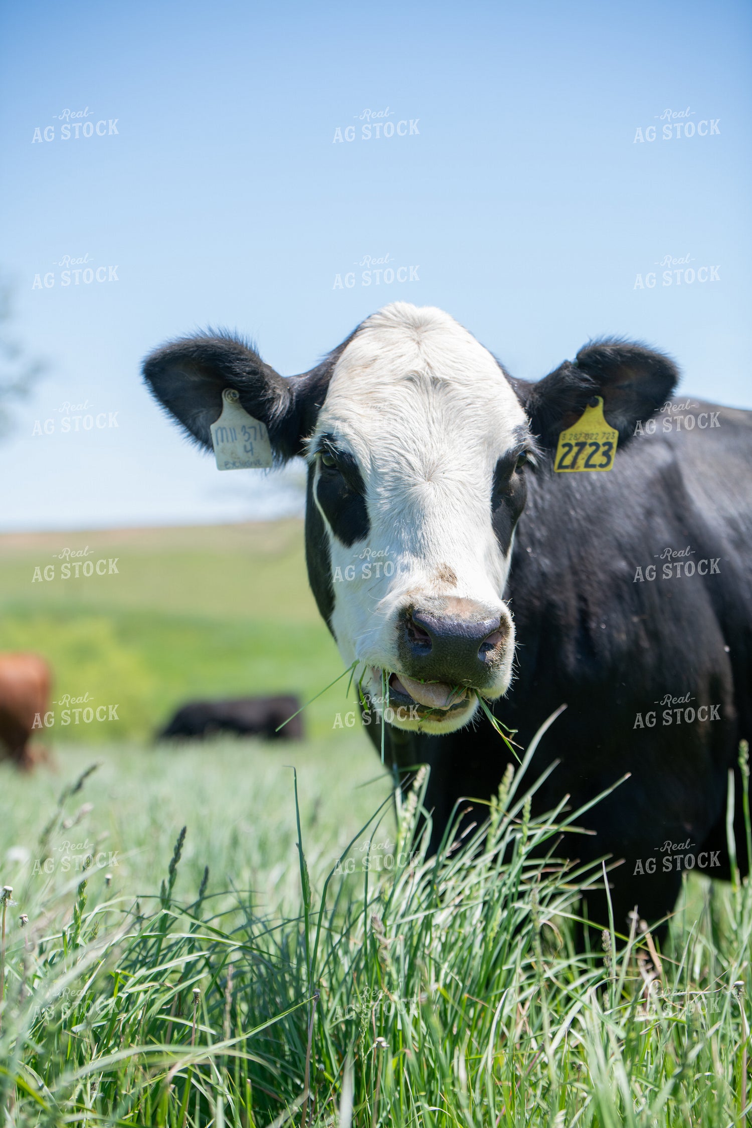 Black Baldy Cow Grazing 193102