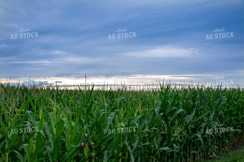 Storm Over a Corn Field 25284