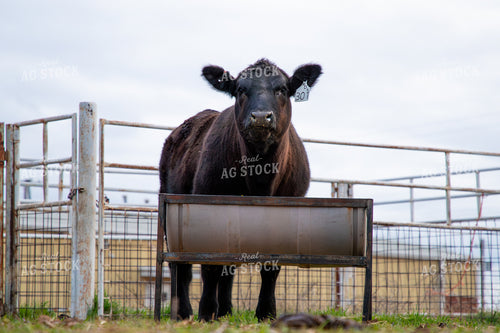 Angus Cow 208038