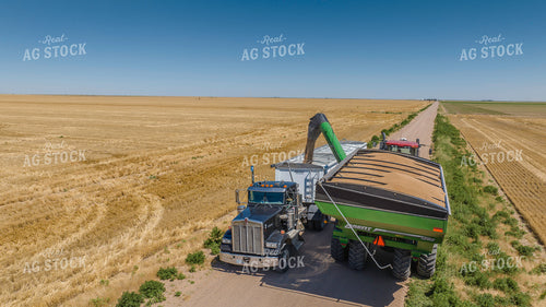 Wheat Harvest 199043