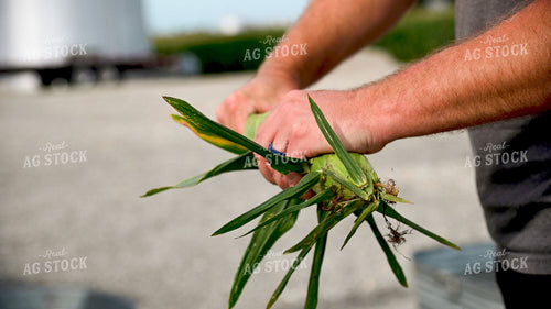 Family Shucking Sweet Corn 25263
