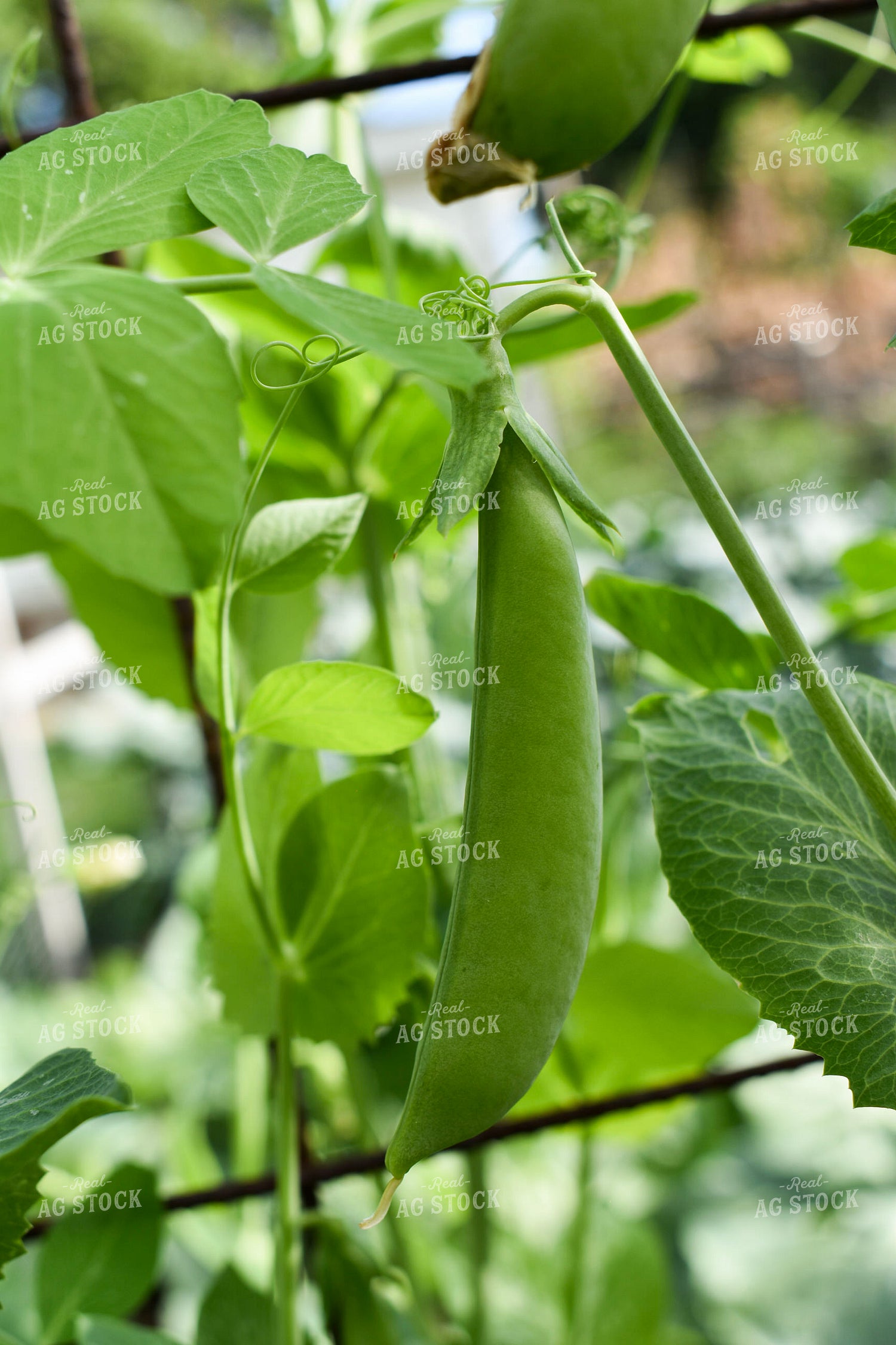 Peas 156104