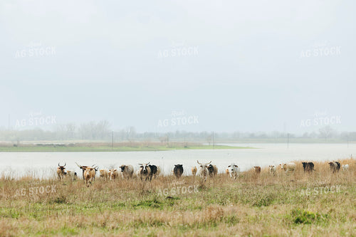 Longhorn Cattle on Pasture 205097