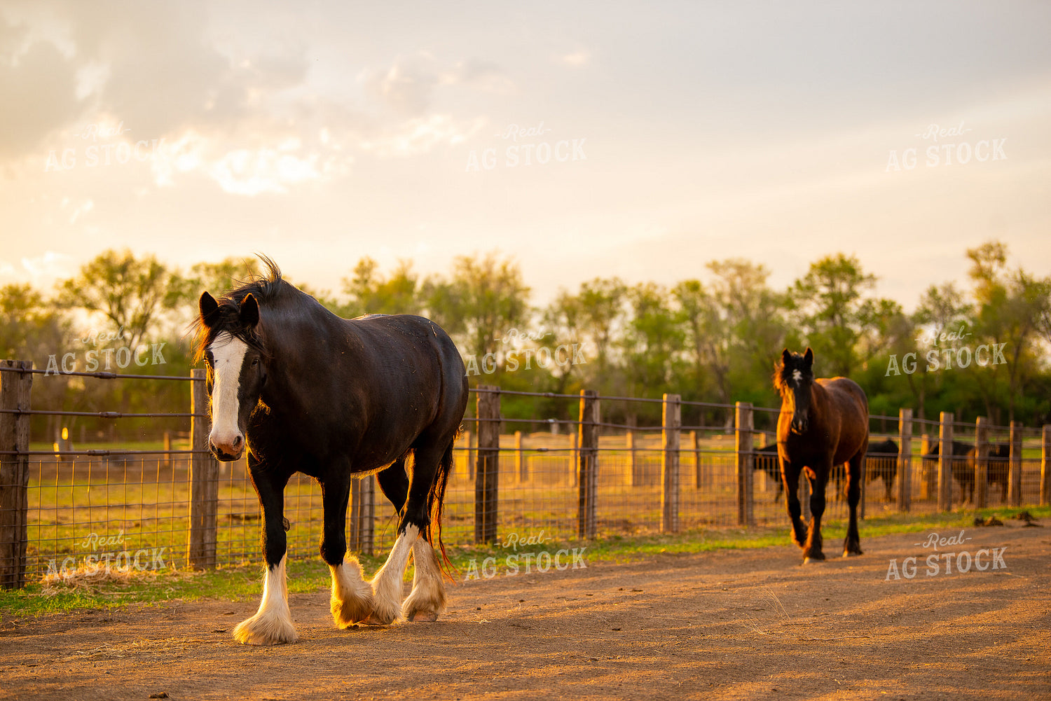 Horses 299156