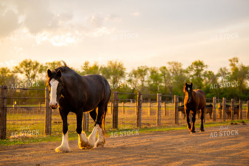 Horses 299156
