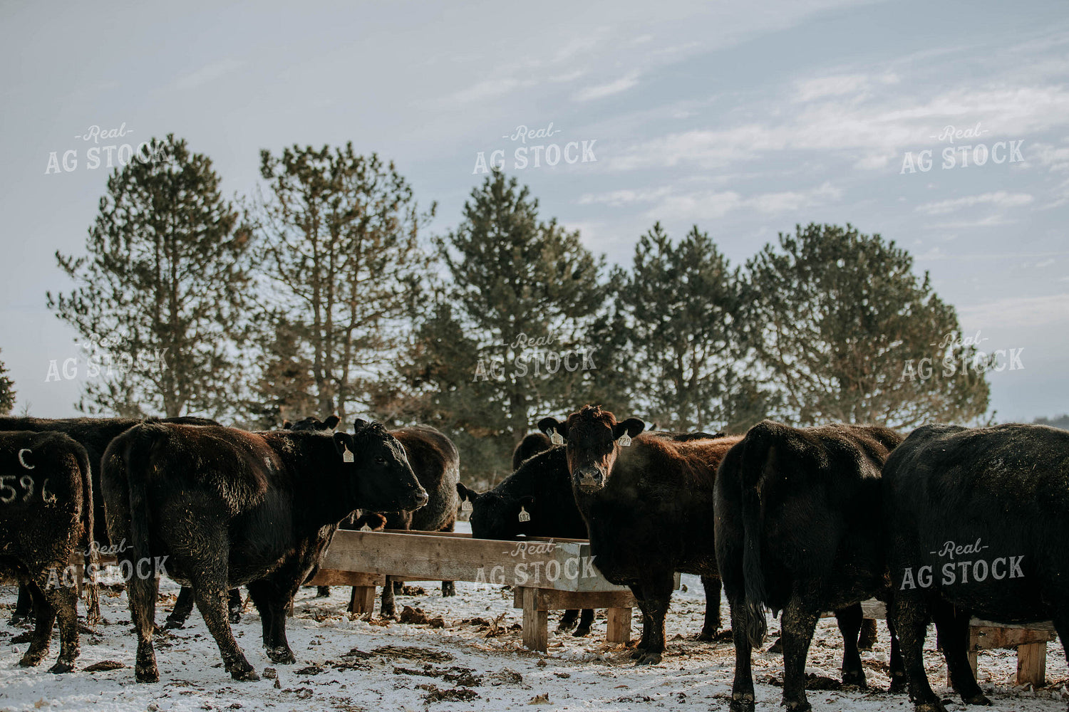 Angus Cows in Front of Trough 77038