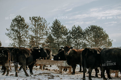 Angus Cows in Front of Trough 77038