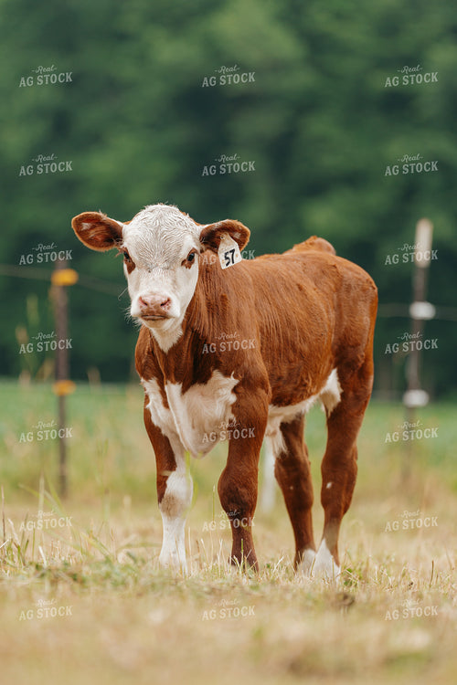 Hereford Calf on Pasture 68179