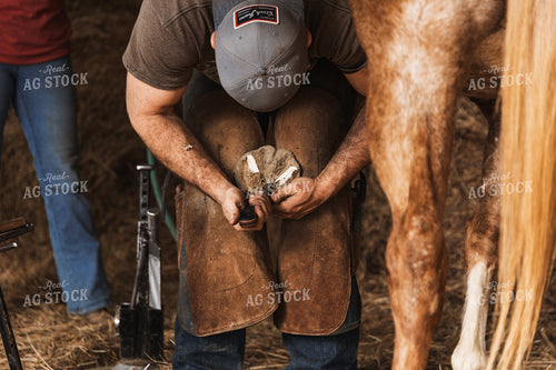 Farrier Shoeing Horses 52416