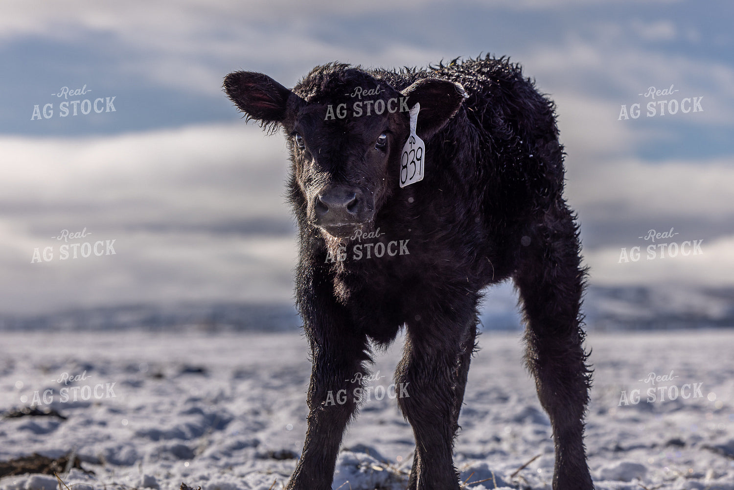 Black Angus Calf 304052