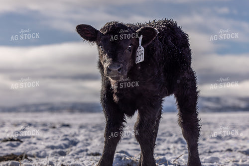 Black Angus Calf 304052