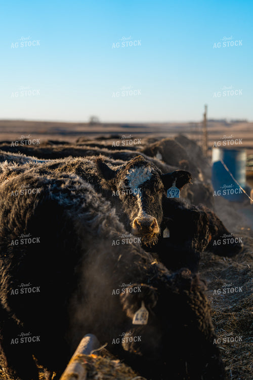 Cattle Eating from Feed Bunk 68344