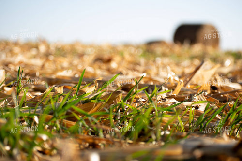 Winter Wheat on Harvested Corn Field 223028