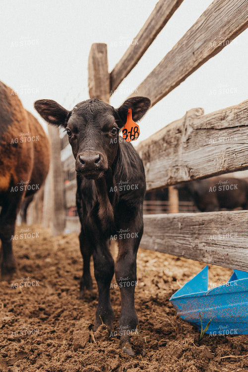 Calf 61139
