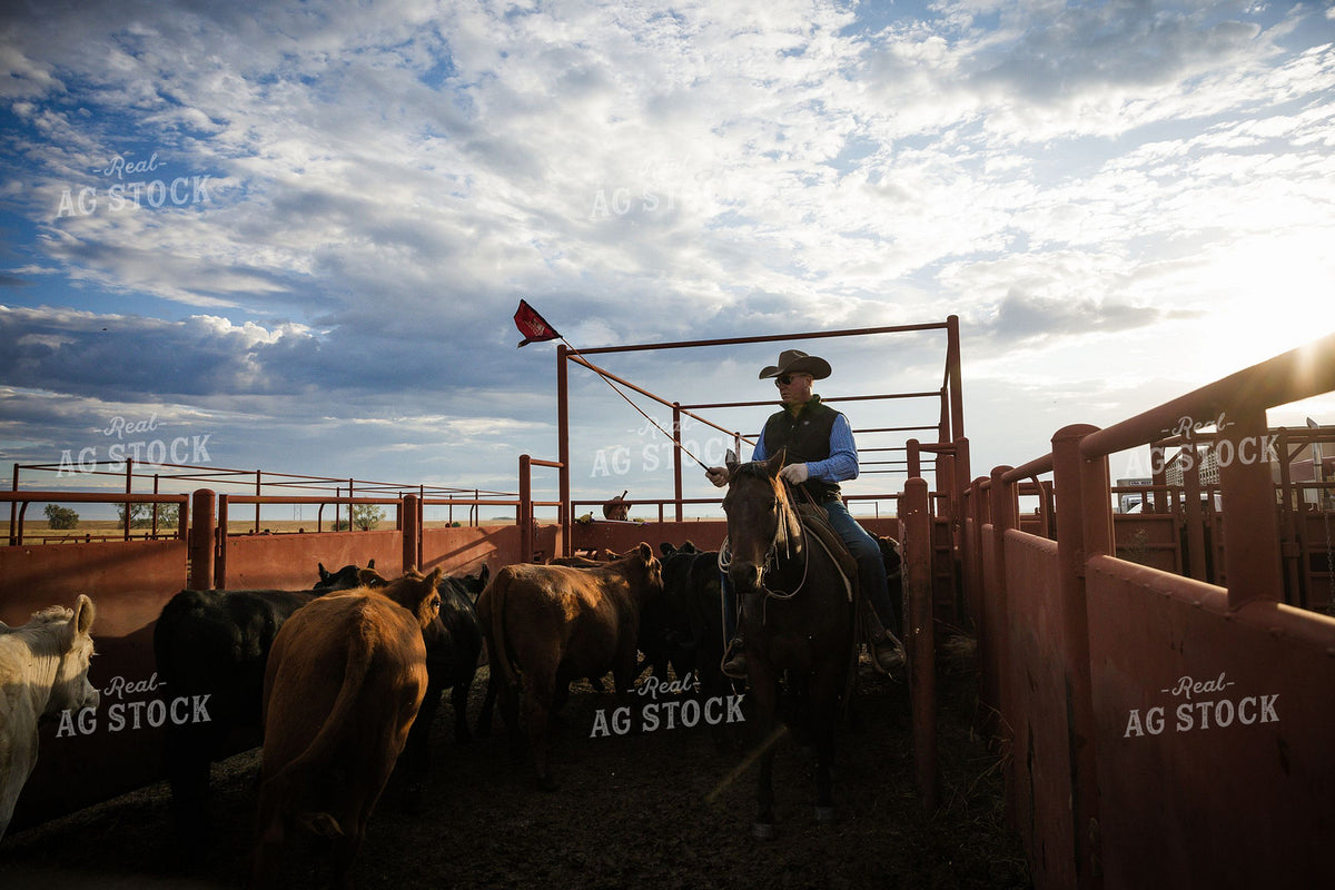 Cowboy on Horseback Working Cattle 404010