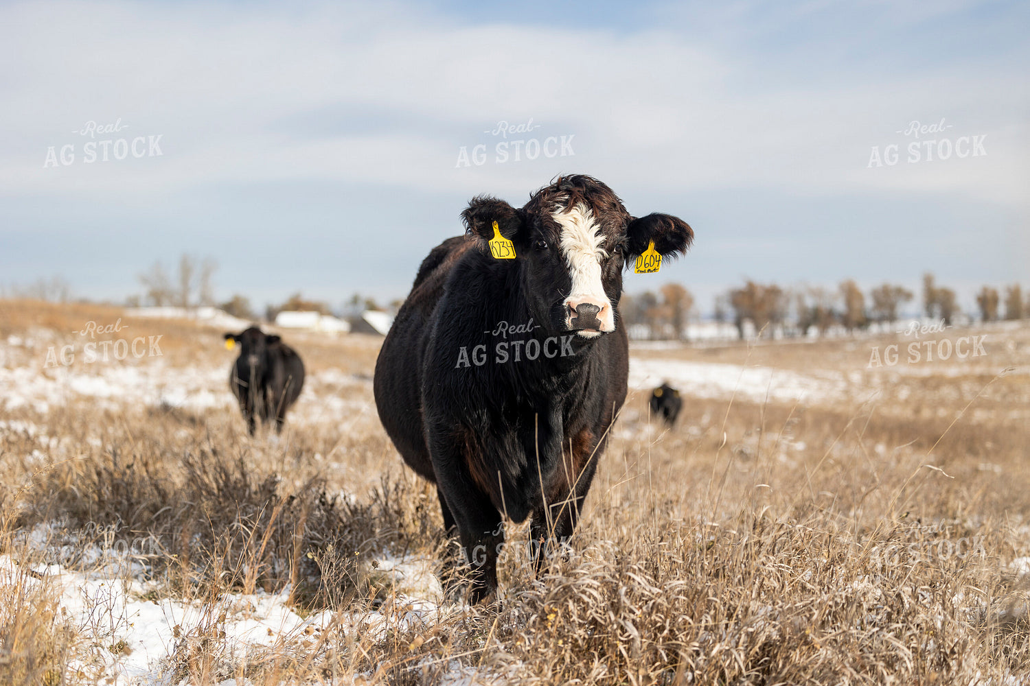 Simmental Cattle 72170