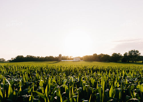 Farmstead at Sunset by Corn Field 178056