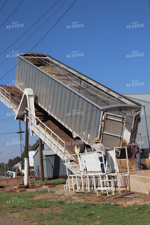 Unloading Harvested Peanuts 102212