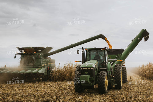Corn Harvest 8583