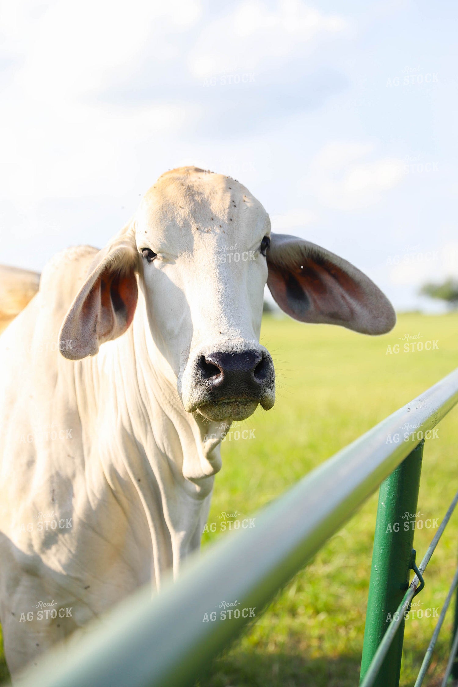 Brahman Cow in Pasture 99021