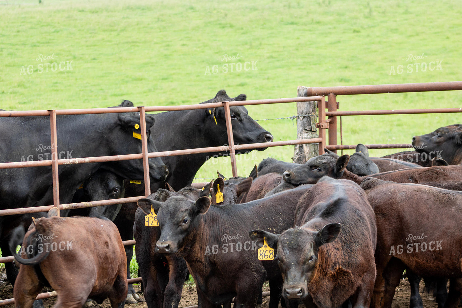 Black Angus Calves 214180