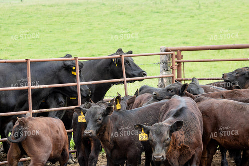Black Angus Calves 214180