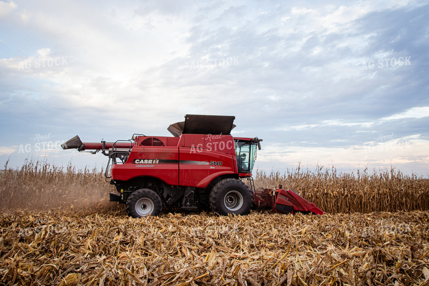 Corn Harvest 268214