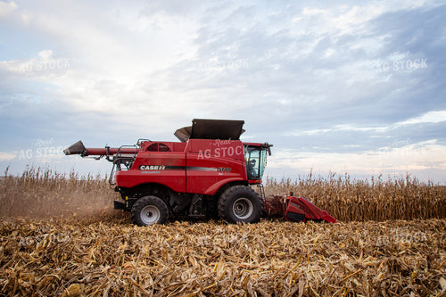 Corn Harvest 268214
