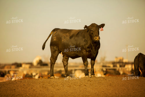 Feedyard Cattle at Sunrise 3838