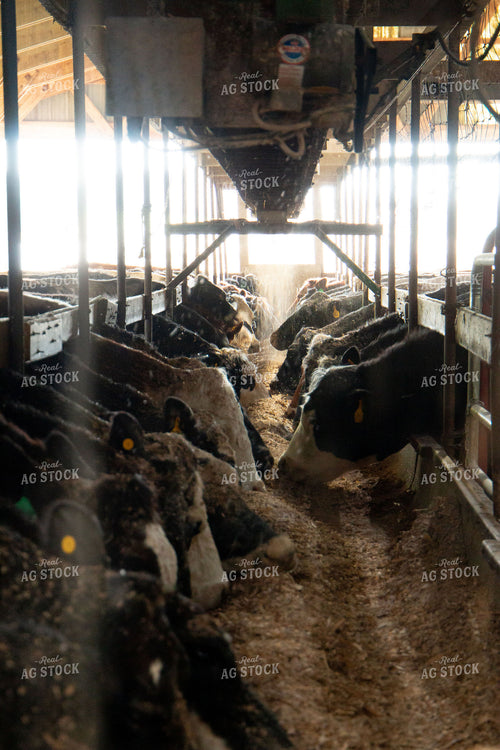 Feeding Cattle 157056
