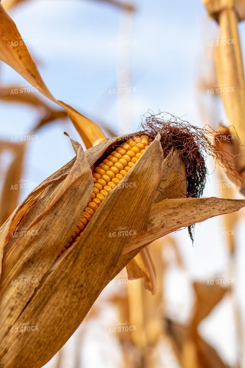 Dried Corn Field 67164