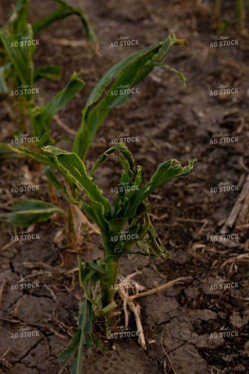 Hail Damaged Corn With Wet Soil 67258