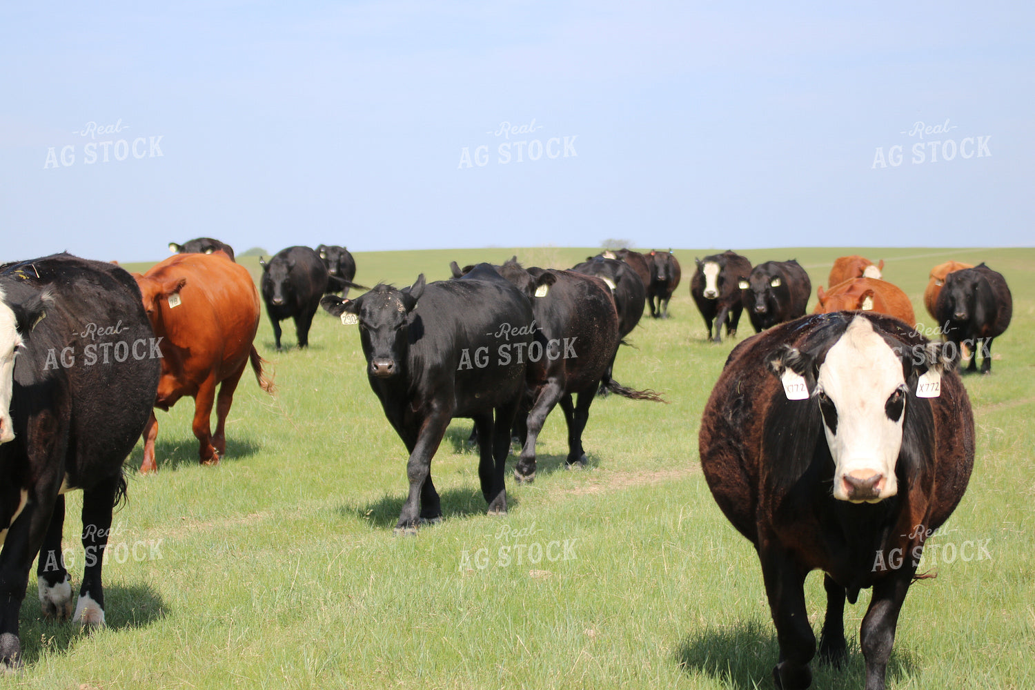 Cattle in Pasture 82074