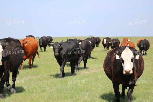 Cattle in Pasture 82074