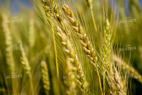 Wheat 191132