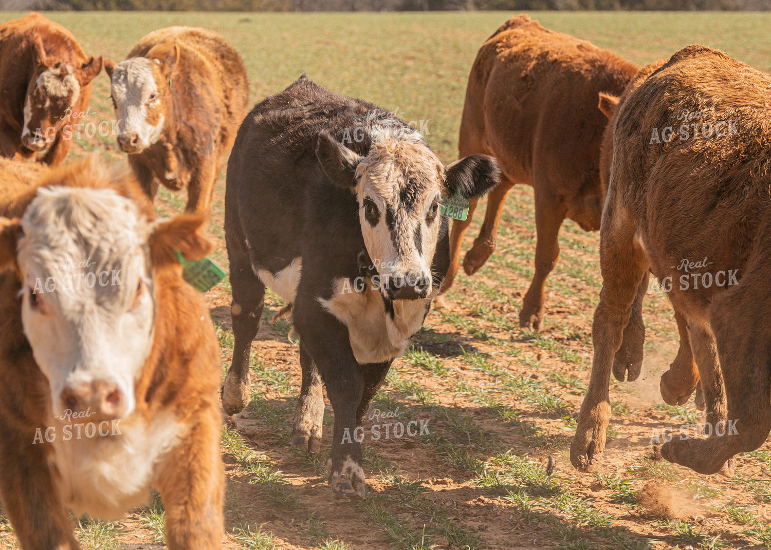 Cattle Grazing on Cover Crop 231105