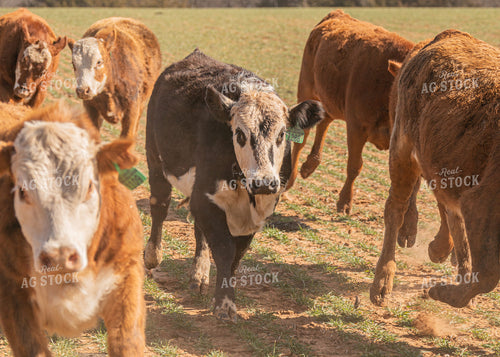 Cattle Grazing on Cover Crop 231105