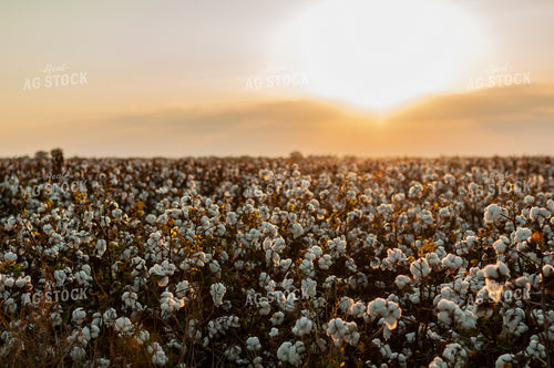 Field of Cotton 59061