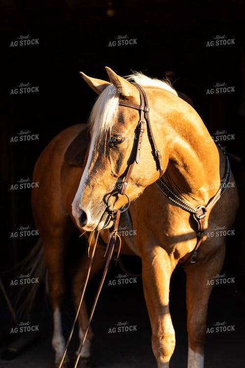Horse 305019