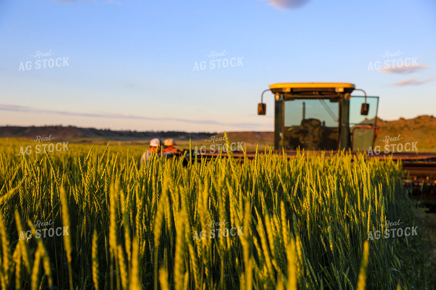 Cutting Green Willow Creek Winter Wheat 87008