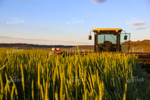 Cutting Green Willow Creek Winter Wheat 87008
