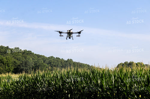 Drone Spraying Corn Field 101009
