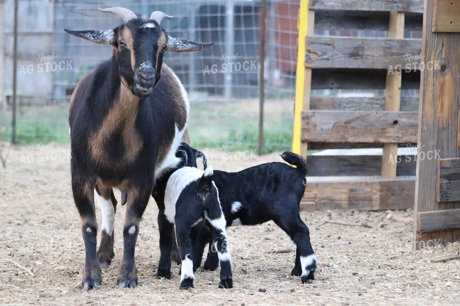Goat Nursing Kids 102022