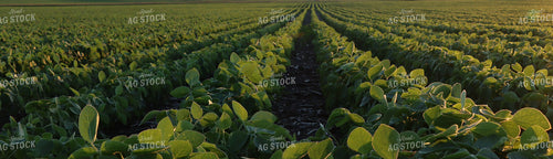 Midseason Soybean Field 257000