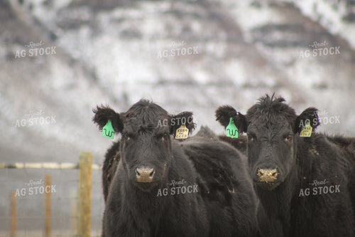 Angus Cattle in Snowy Pasture 78128
