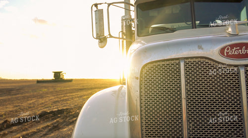 Corn Harvest 273022